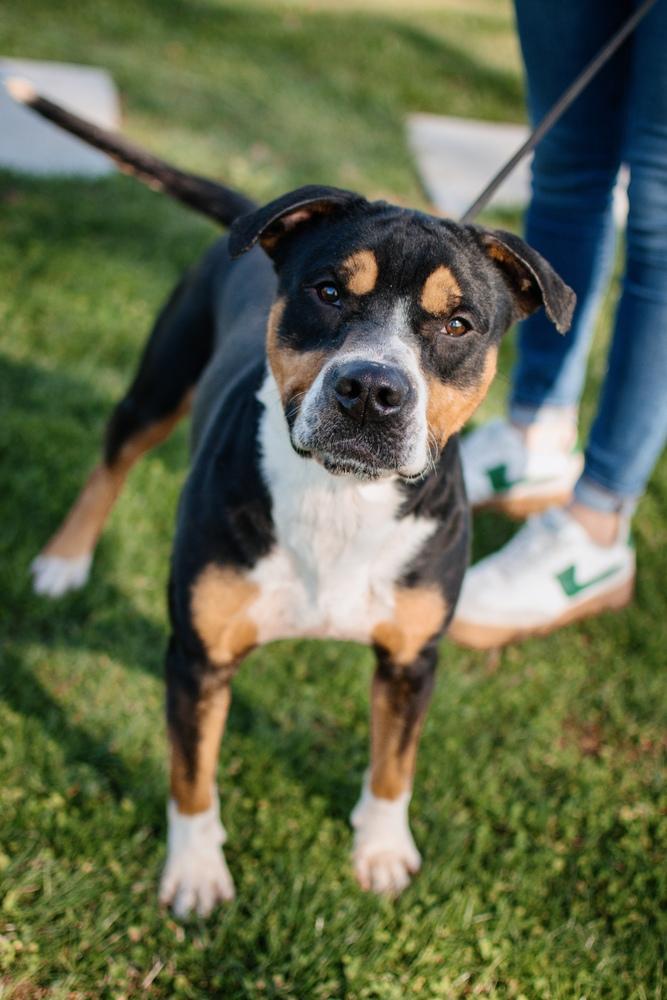 Enlarge Larry, a Adoptable mixed breed in Frankfort, NY image 3/6