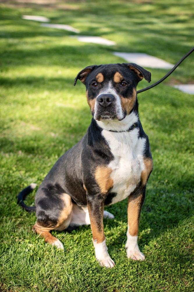 Enlarge Larry, a Adoptable mixed breed in Frankfort, NY image 4/6