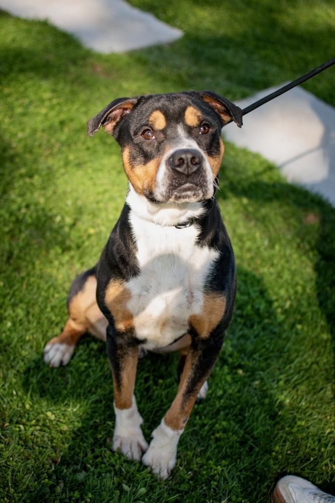 Enlarge Larry, a Adoptable mixed breed in Frankfort, NY image 5/6