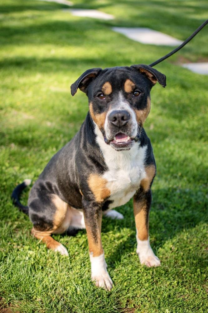 Enlarge Larry, a Adoptable mixed breed in Frankfort, NY image 6/6