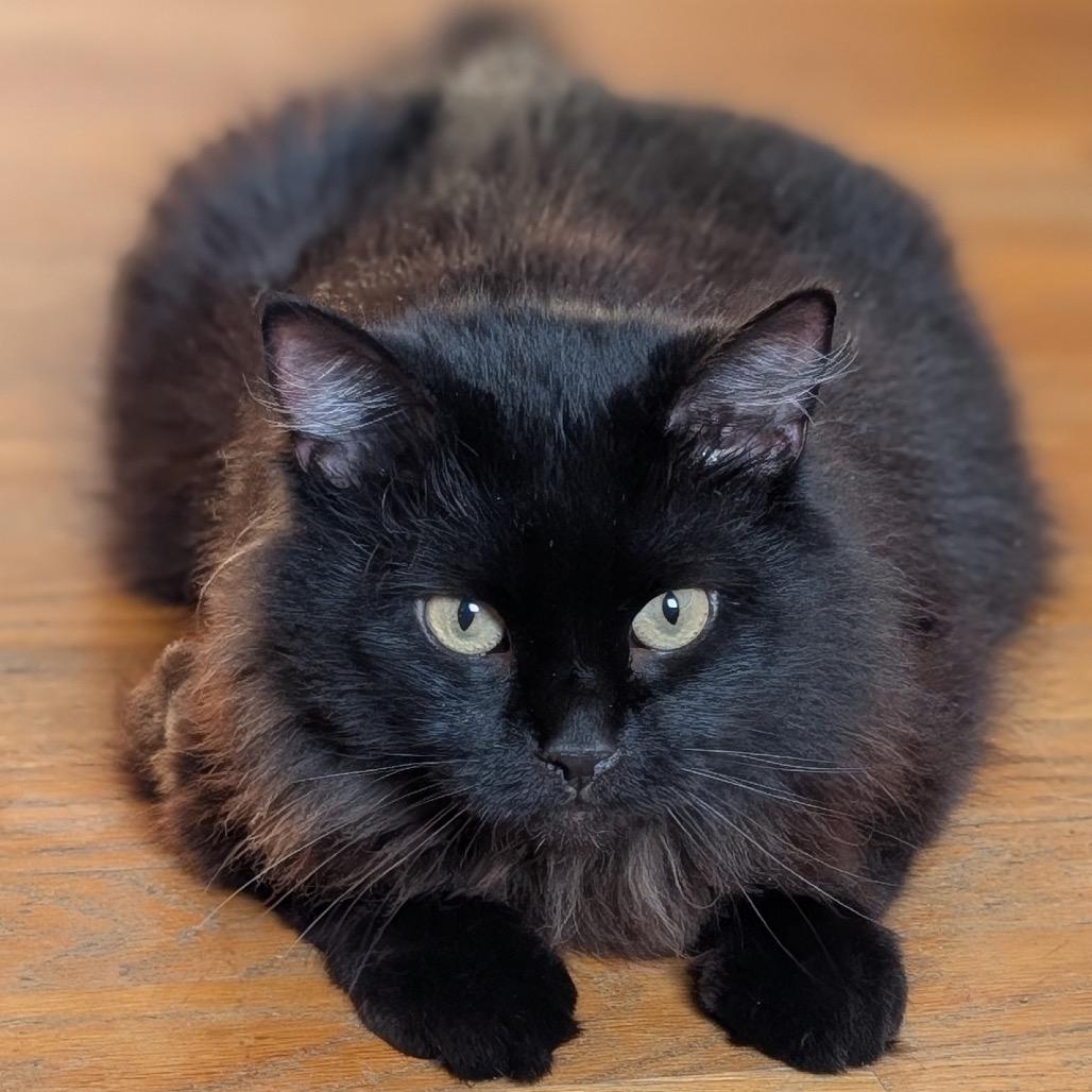 Enlarge Boris, a Adoptable Domestic Long Hair in Delaware, OH image 1/6