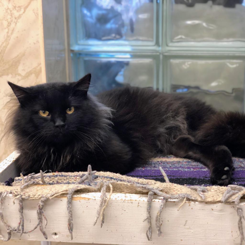 Enlarge Boris, a Adoptable Domestic Long Hair in Delaware, OH image 2/6
