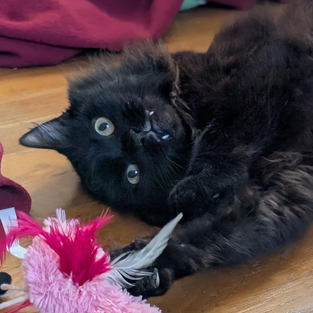 Enlarge Boris, a Adoptable Domestic Long Hair in Delaware, OH image 3/6