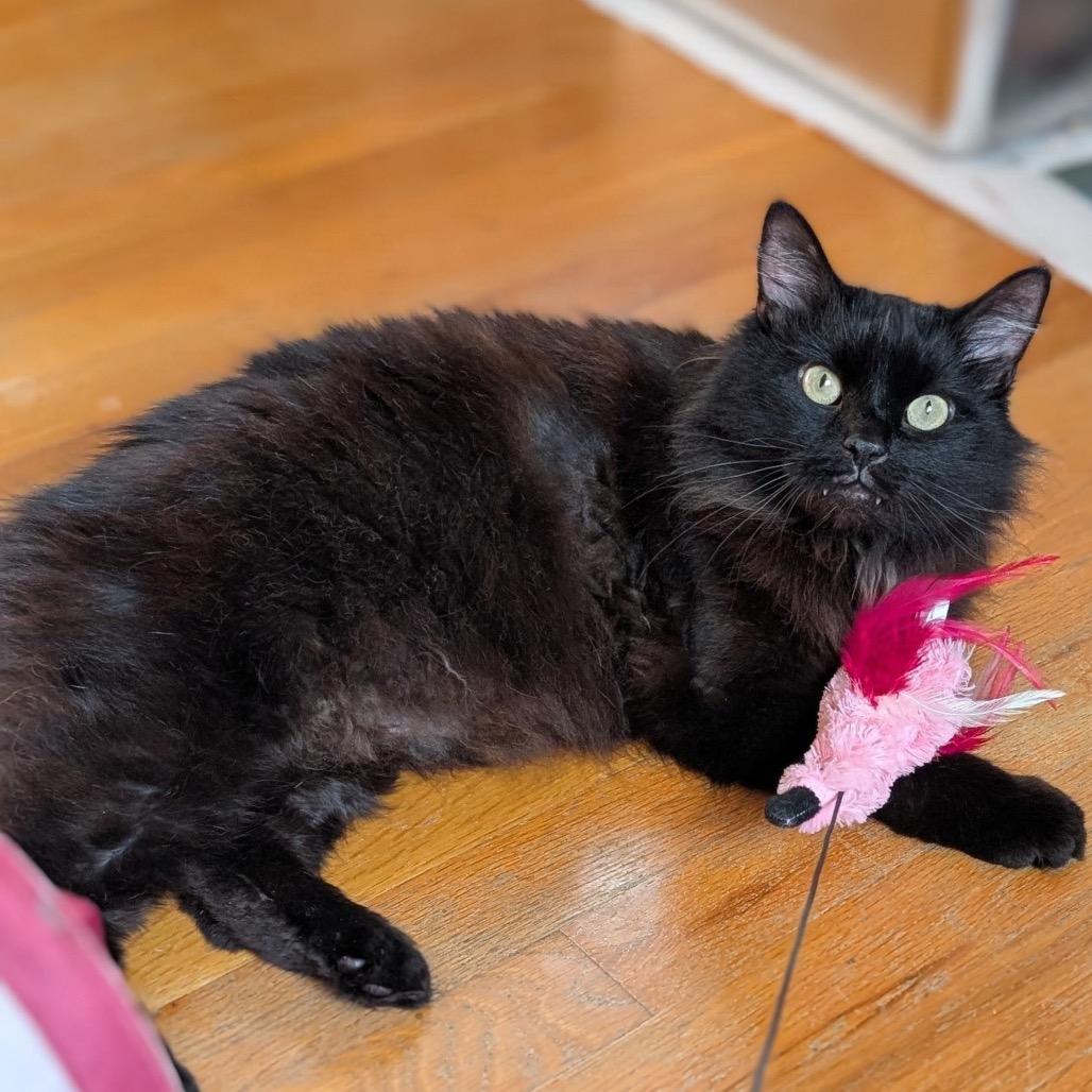 Enlarge Boris, a Adoptable Domestic Long Hair in Delaware, OH image 4/6
