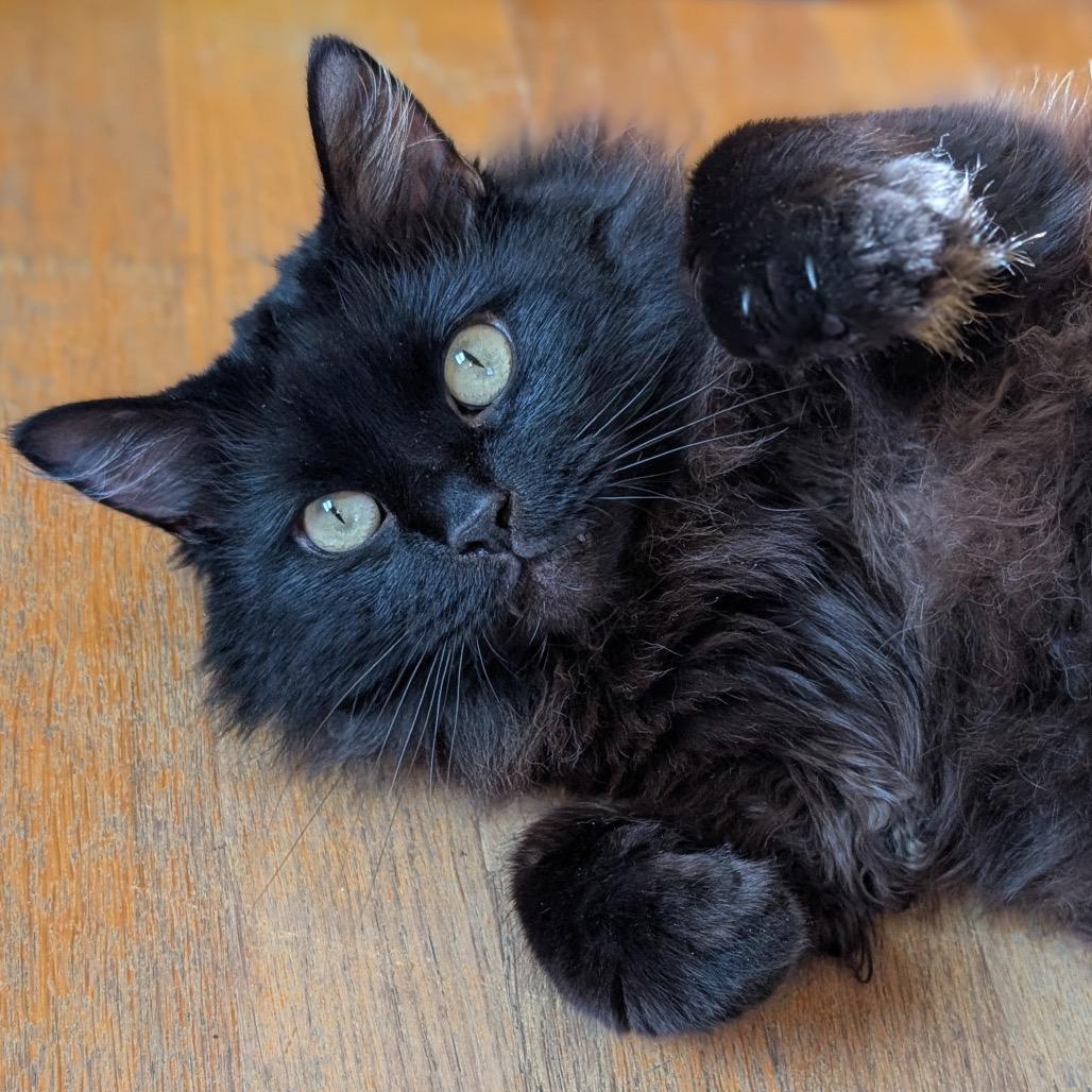 Enlarge Boris, a Adoptable Domestic Long Hair in Delaware, OH image 5/6