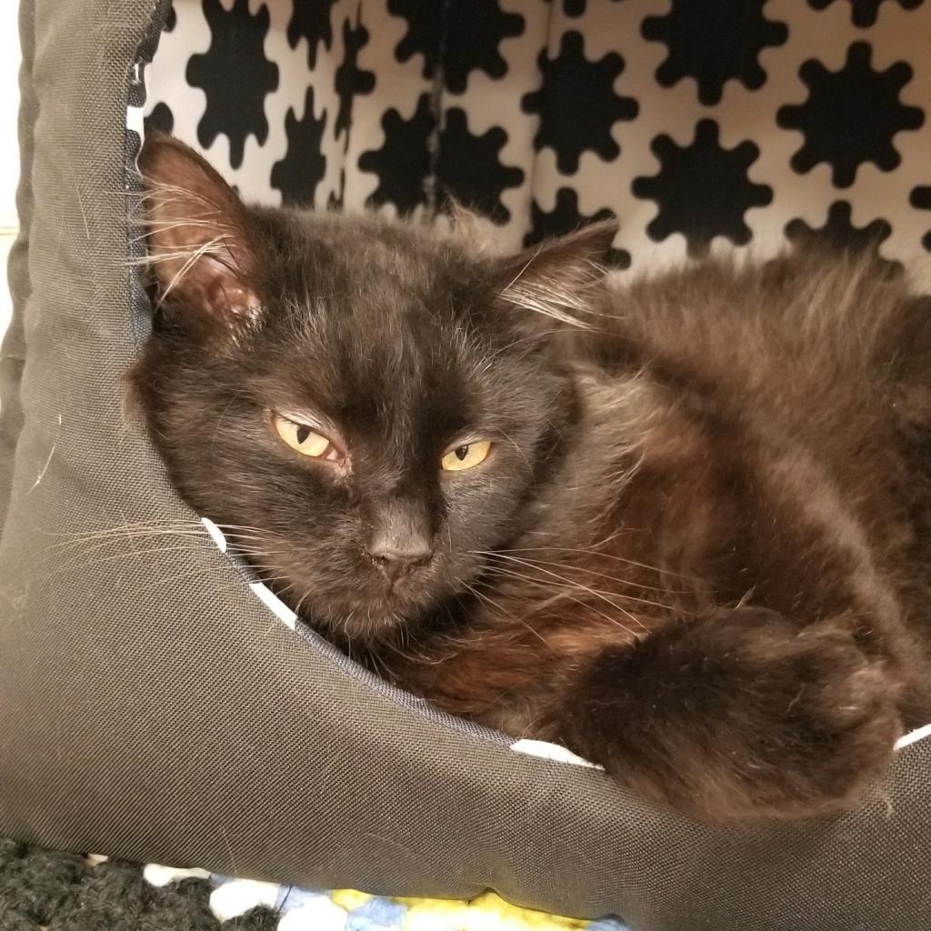 Enlarge Boris, a Adoptable Domestic Long Hair in Delaware, OH image 6/6