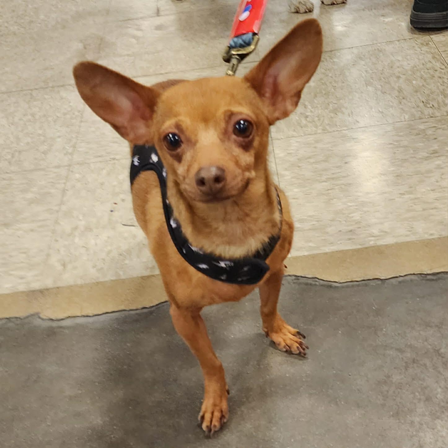 Enlarge Ruby, a Adoptable Chihuahua in Longmont, CO image 2/2