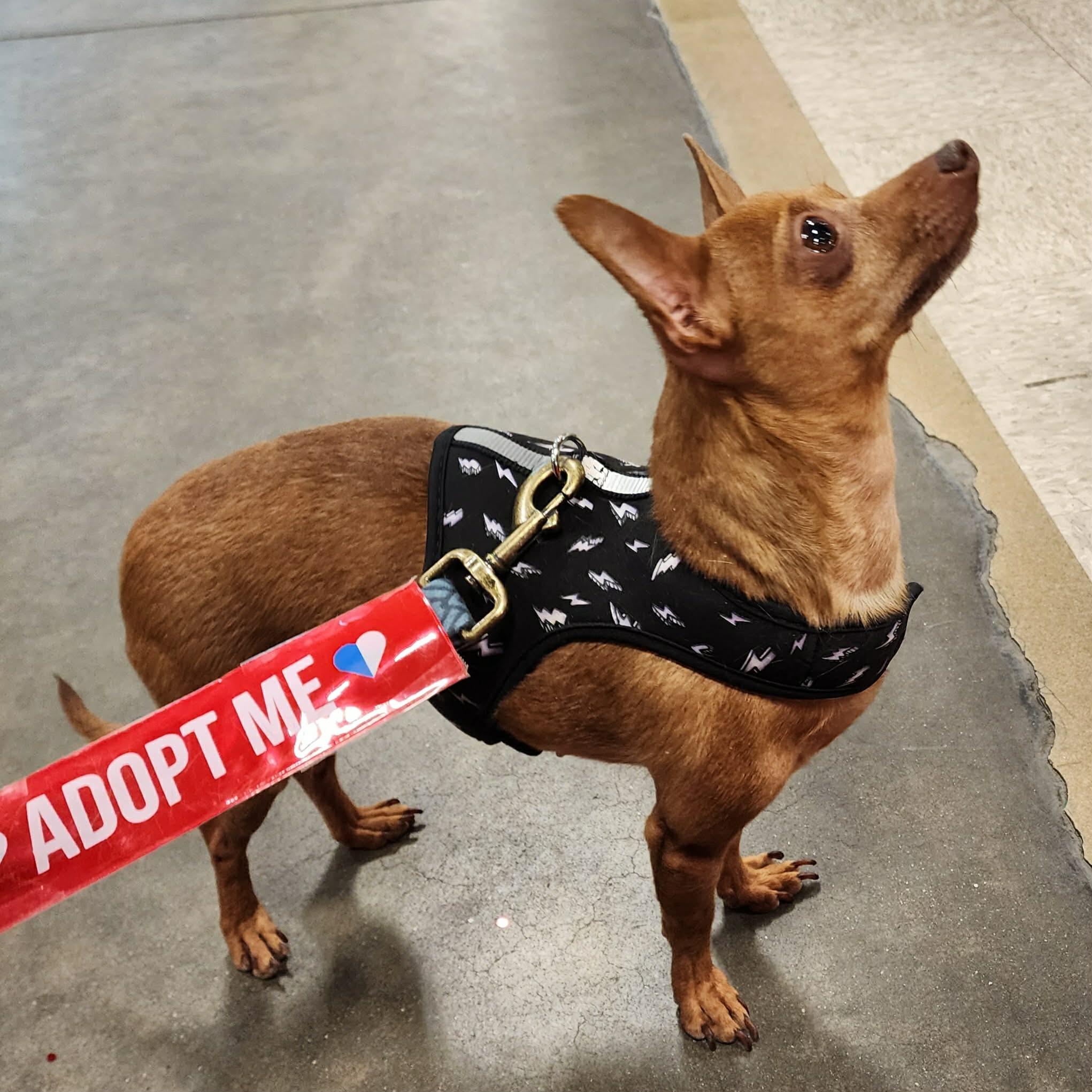 Ruby, Adoptable, Adult Female Chihuahua.