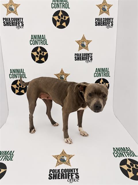 SILVIE, Adoptable, Adult Female American Bulldog & Mixed Breed.