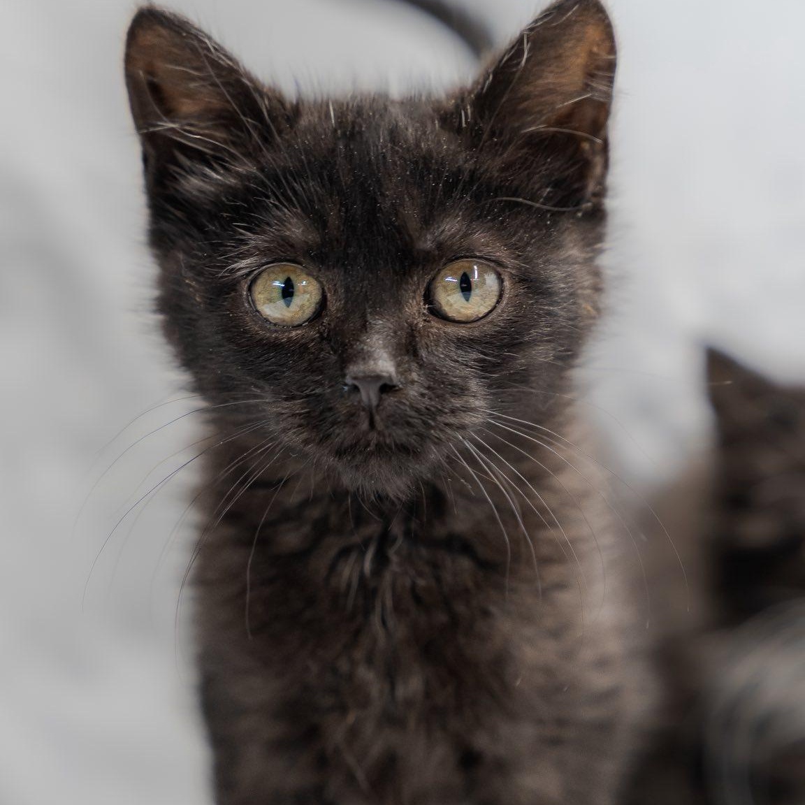 Batty Koda, a ADOPTABLE Domestic Short Hair in Alexandria, IN image 1/2