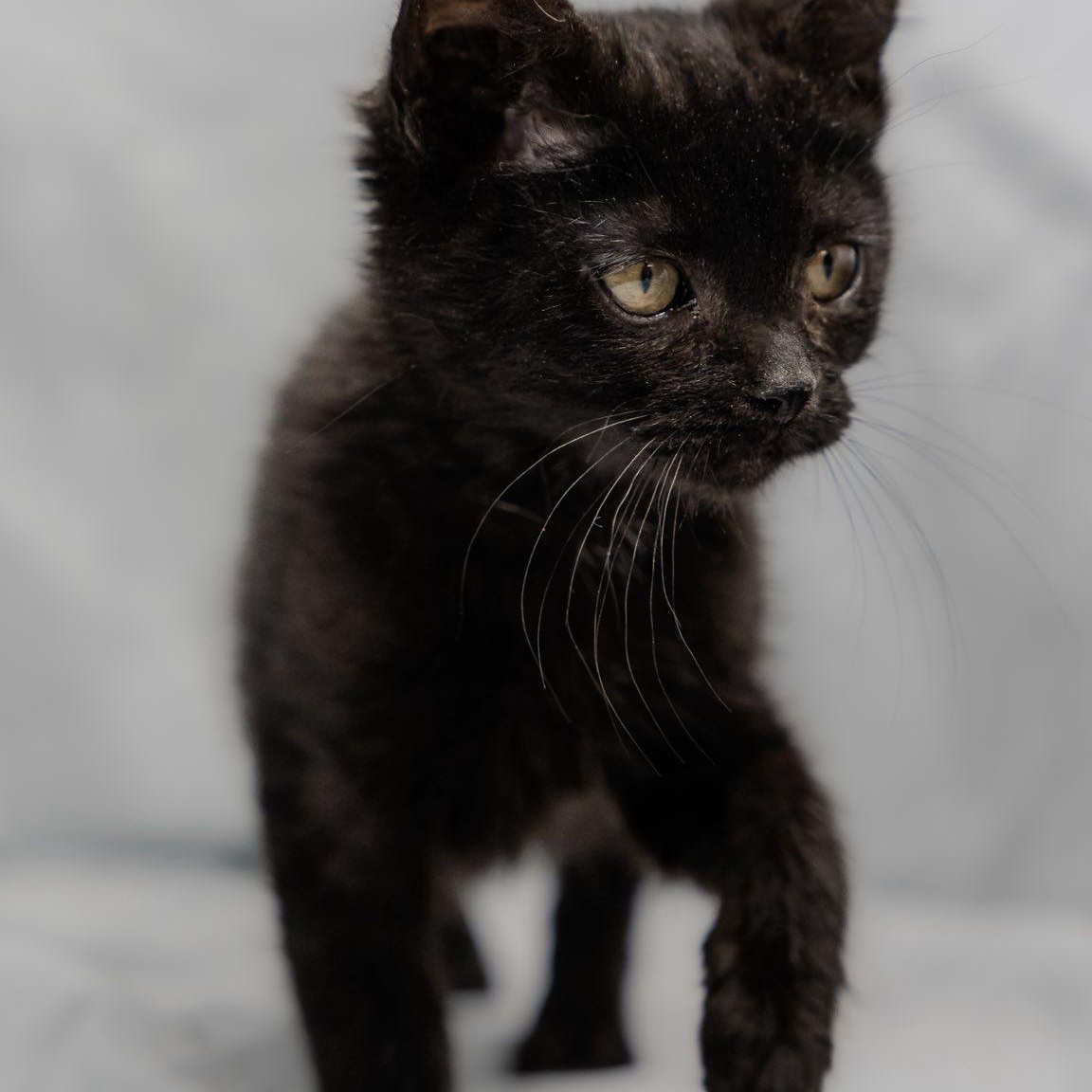 Batty Koda, a ADOPTABLE Domestic Short Hair in Alexandria, IN image 2/2