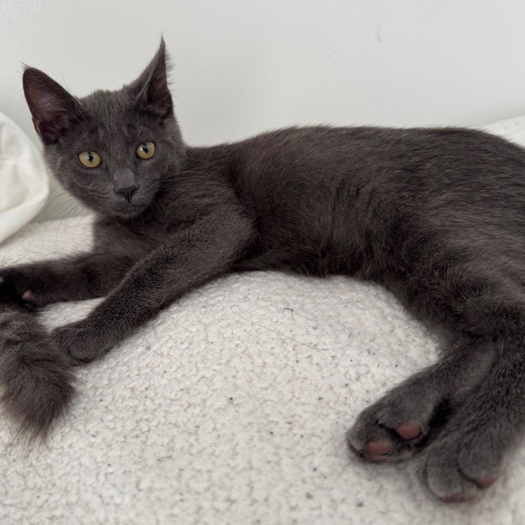 Kuma, a Adoptable Domestic Medium Hair in Mission Hills, CA image 1/6