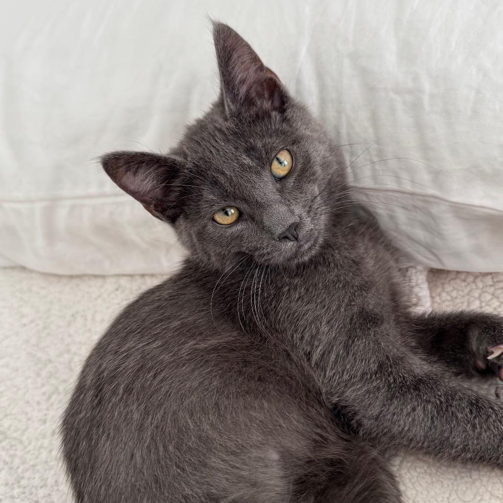 Kuma, a Adoptable Domestic Medium Hair in Mission Hills, CA image 2/6