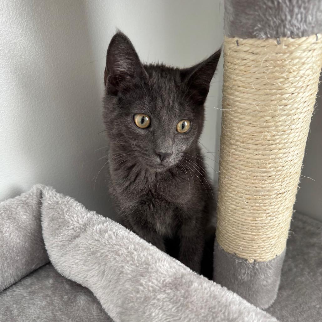 Kuma, a Adoptable Domestic Medium Hair in Mission Hills, CA image 3/6