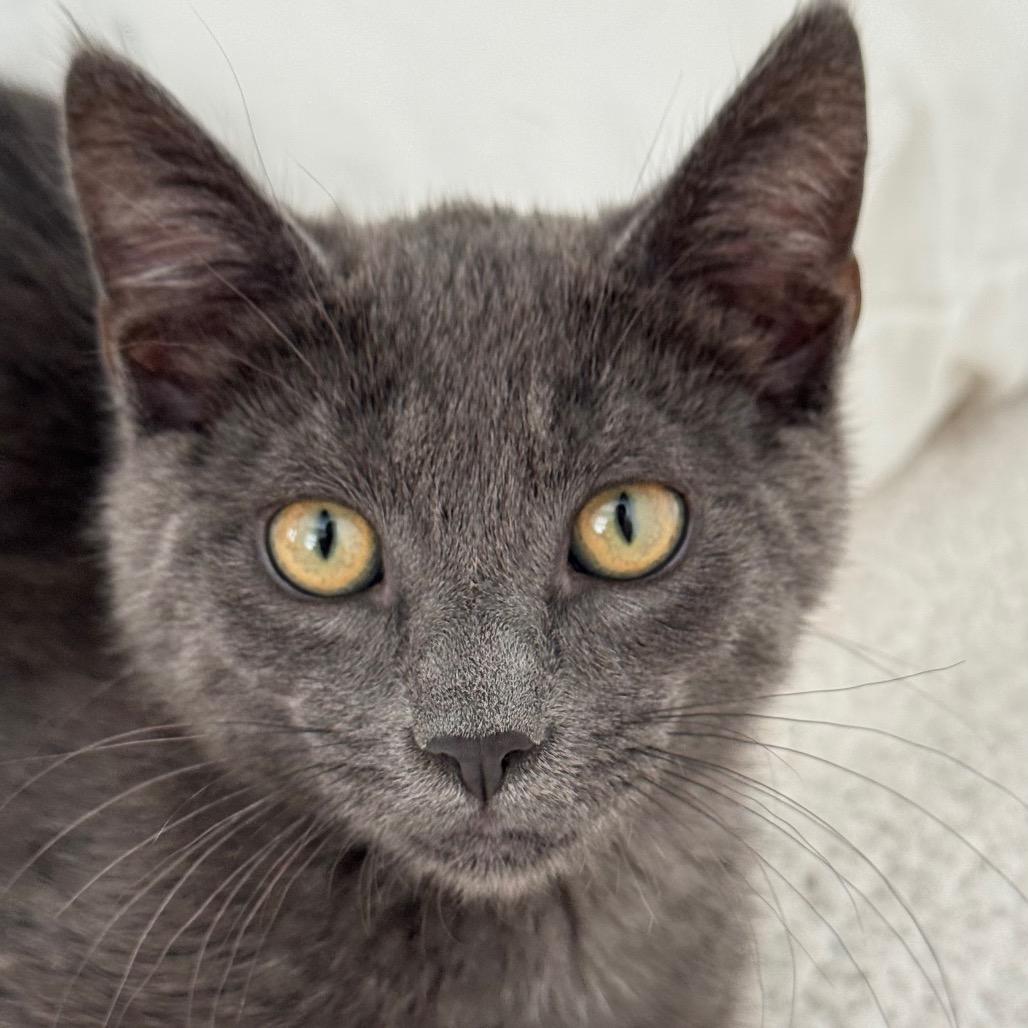 Kuma, a Adoptable Domestic Medium Hair in Mission Hills, CA image 4/6