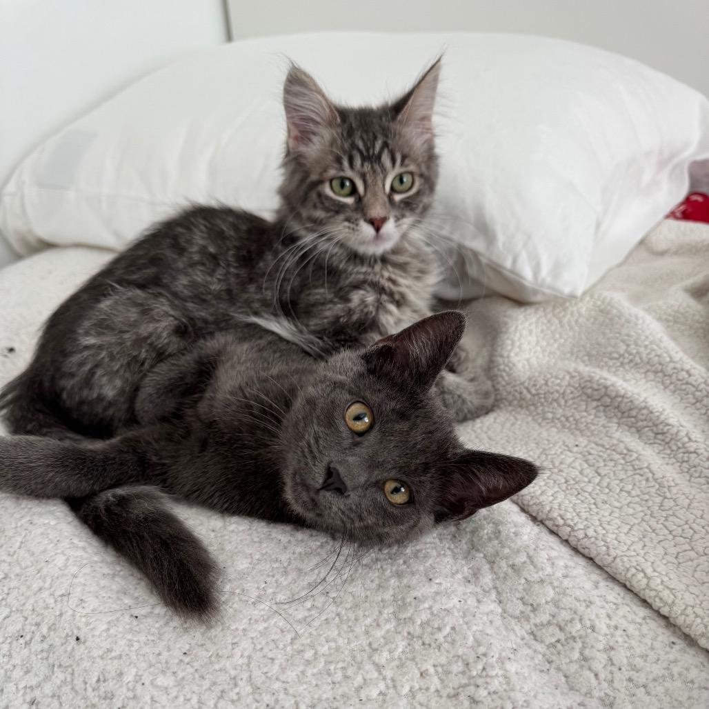 Kuma, a Adoptable Domestic Medium Hair in Mission Hills, CA image 5/6