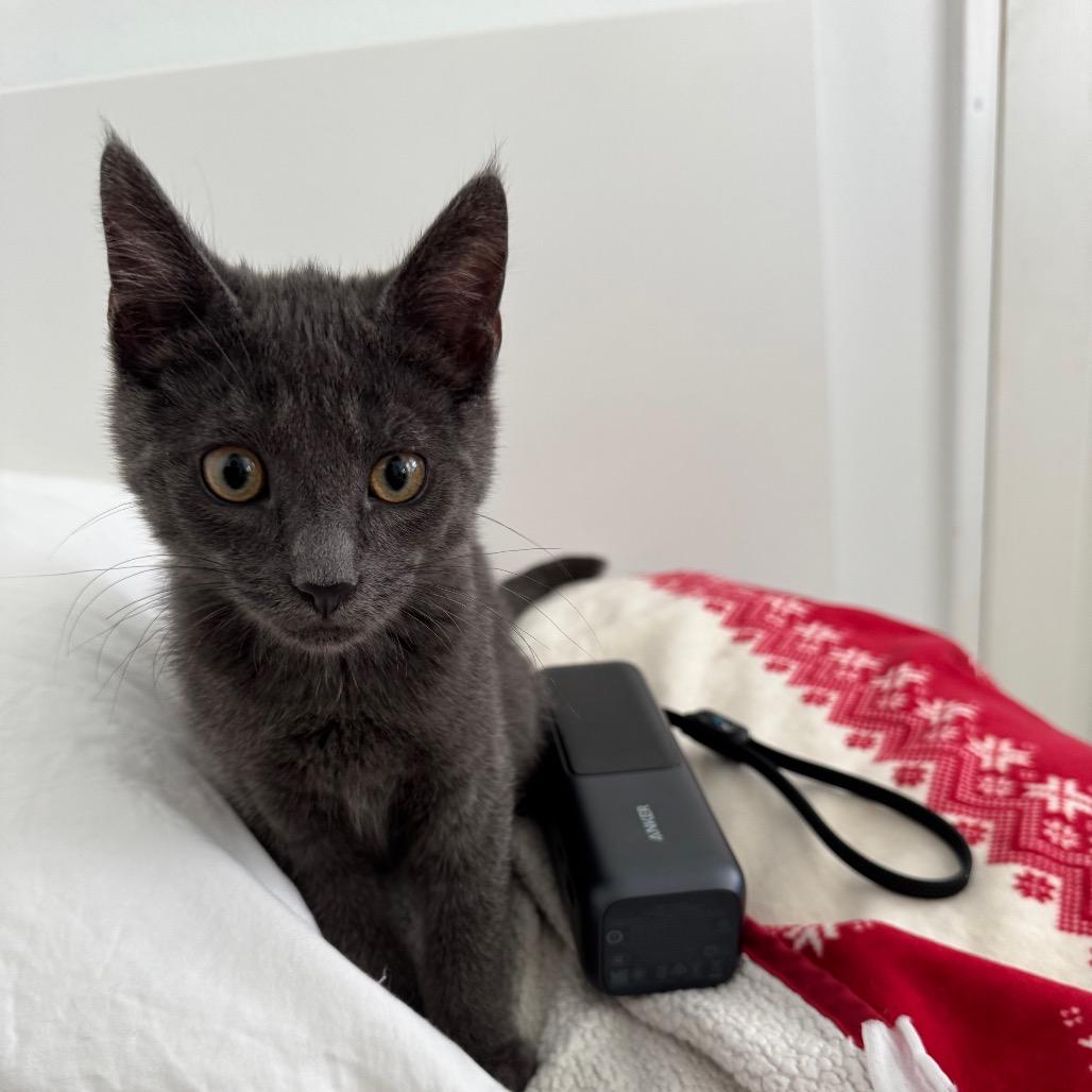 Kuma, a Adoptable Domestic Medium Hair in Mission Hills, CA image 6/6