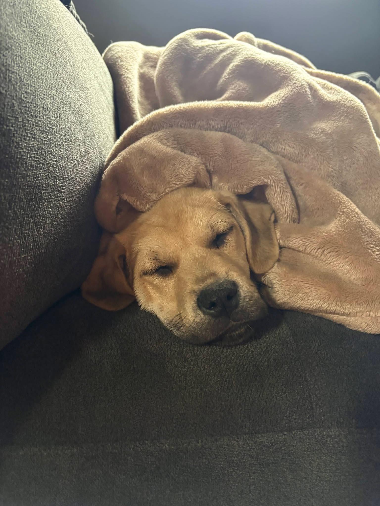 Enlarge Nebby, a ADOPTABLE mixed breed in Souderton, PA image 3/3