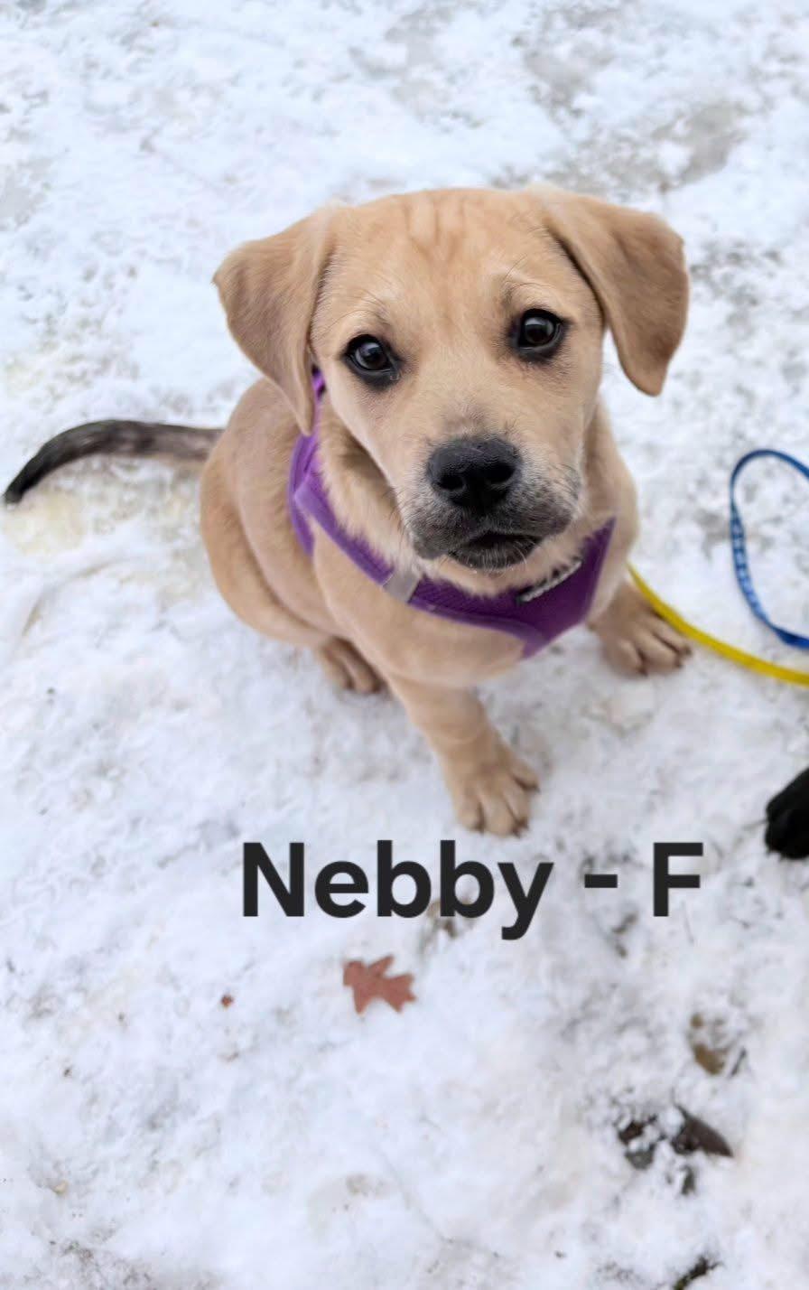 Enlarge Nebby, a ADOPTABLE mixed breed in Souderton, PA image 1/3