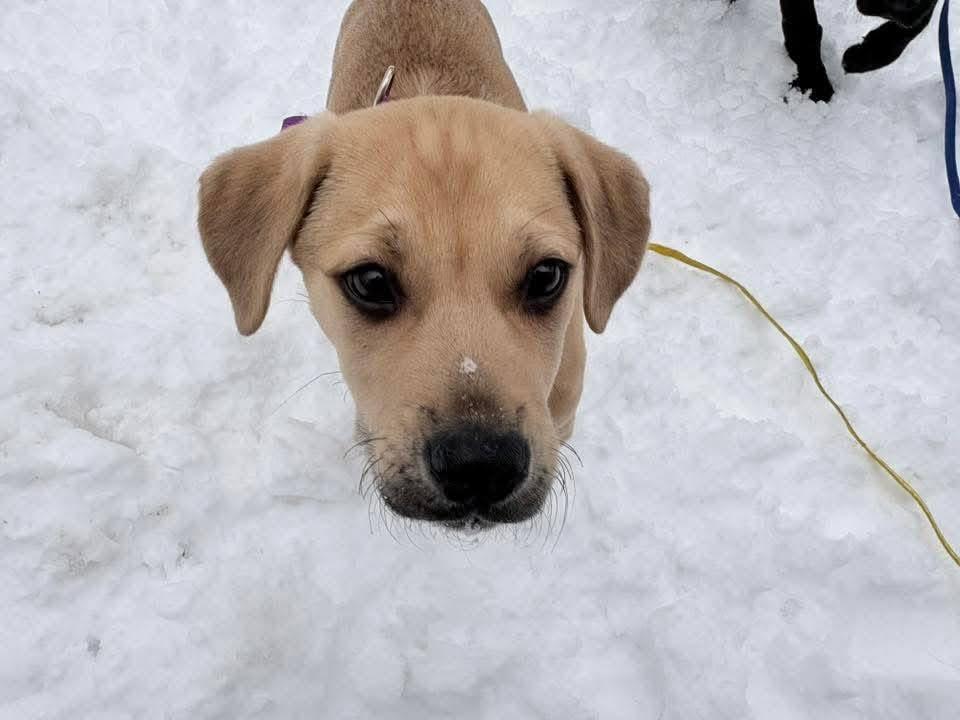 Enlarge Nebby, a ADOPTABLE mixed breed in Souderton, PA image 2/3