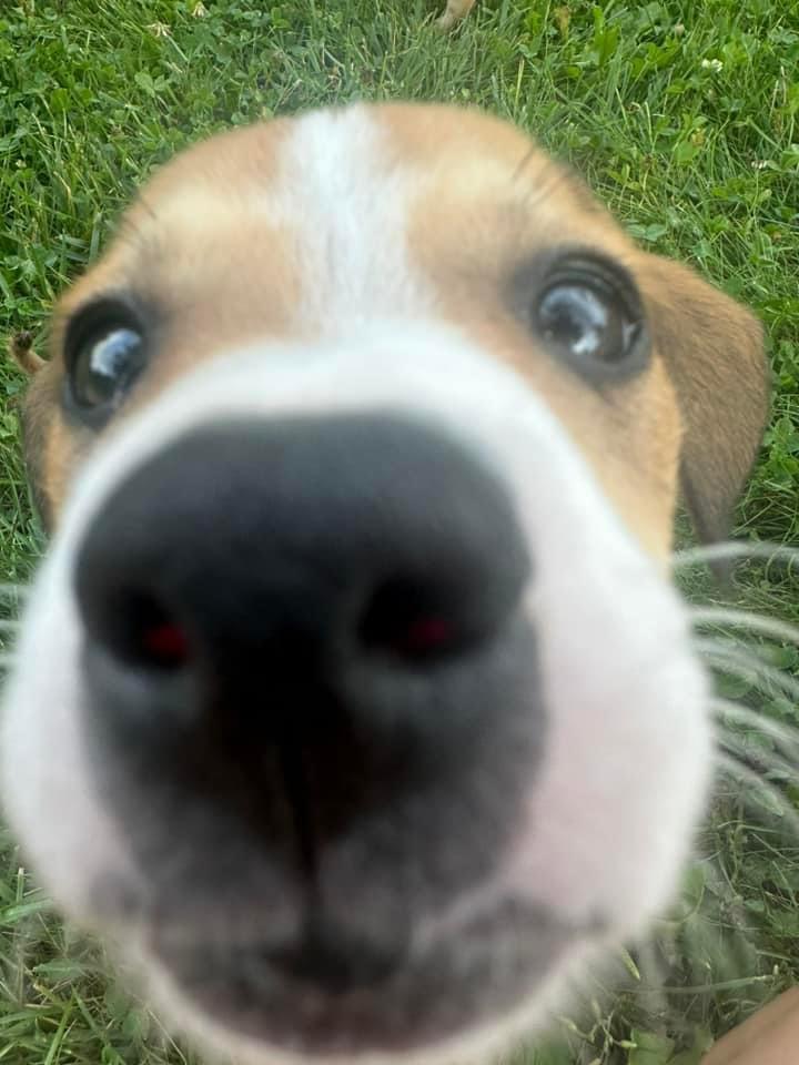 Enlarge Bella, a Adopted mixed breed in Bristol, WI image 1/4