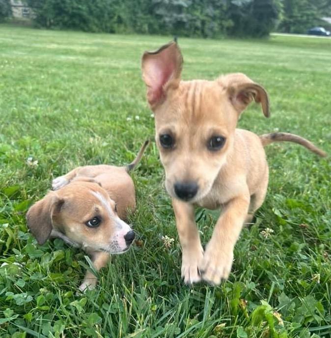 Enlarge Bella, a Adopted mixed breed in Bristol, WI image 2/4