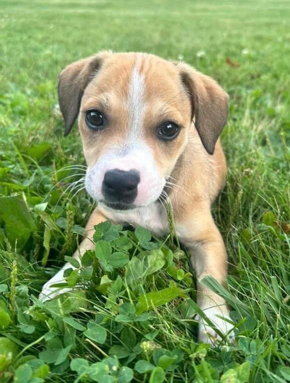 Enlarge Bella, a Adopted mixed breed in Bristol, WI image 3/4