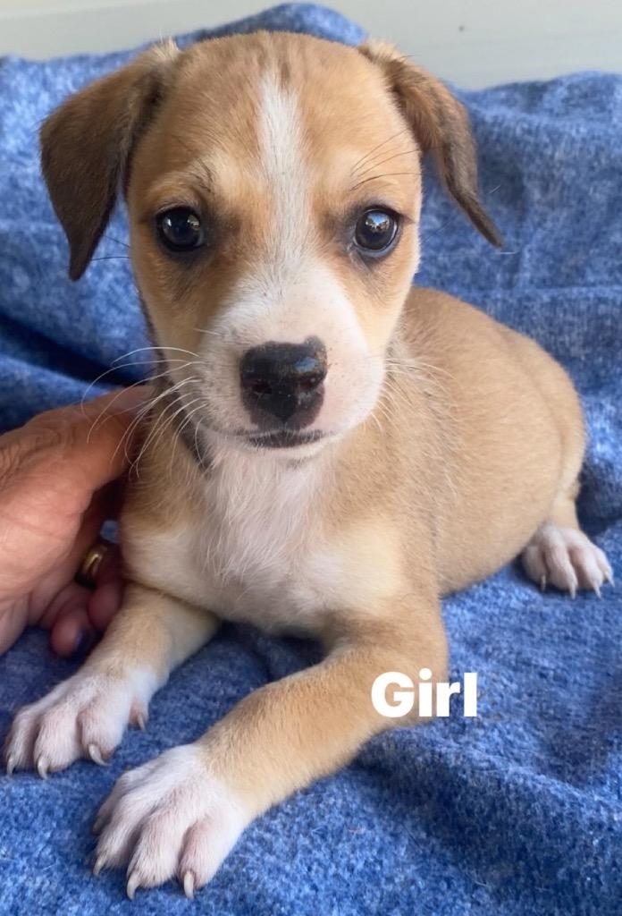 Enlarge Bella, a Adopted mixed breed in Bristol, WI image 4/4