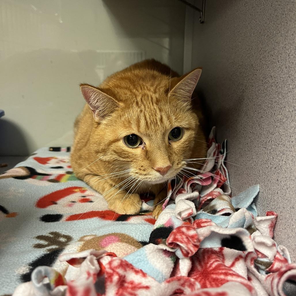 Eddie, Adoptable, Senior Male Domestic Short Hair.