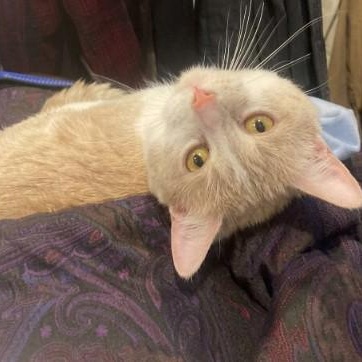 Enlarge Steve, an adopted Domestic Short Hair in Chicago, IL image 2/4
