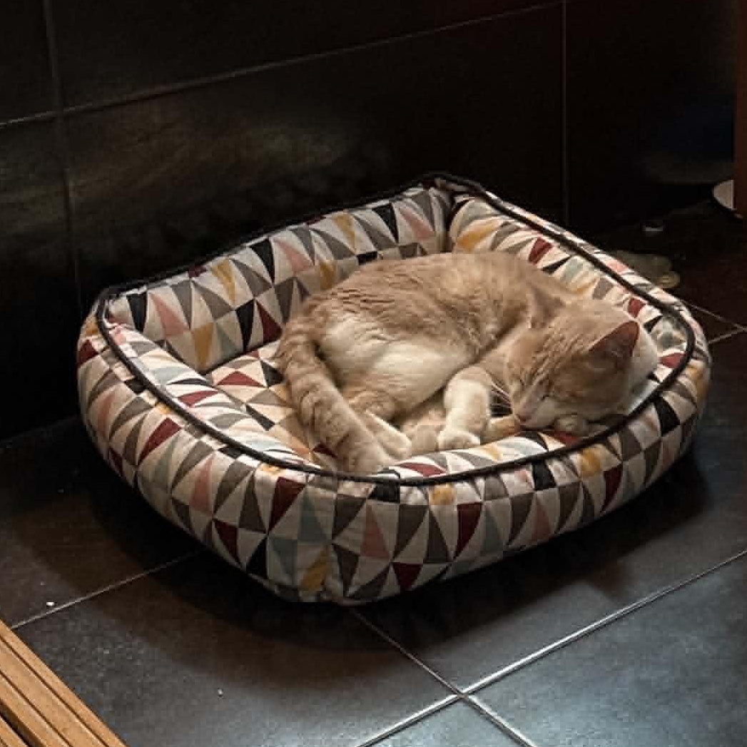 Enlarge Steve, an adopted Domestic Short Hair in Chicago, IL image 3/4
