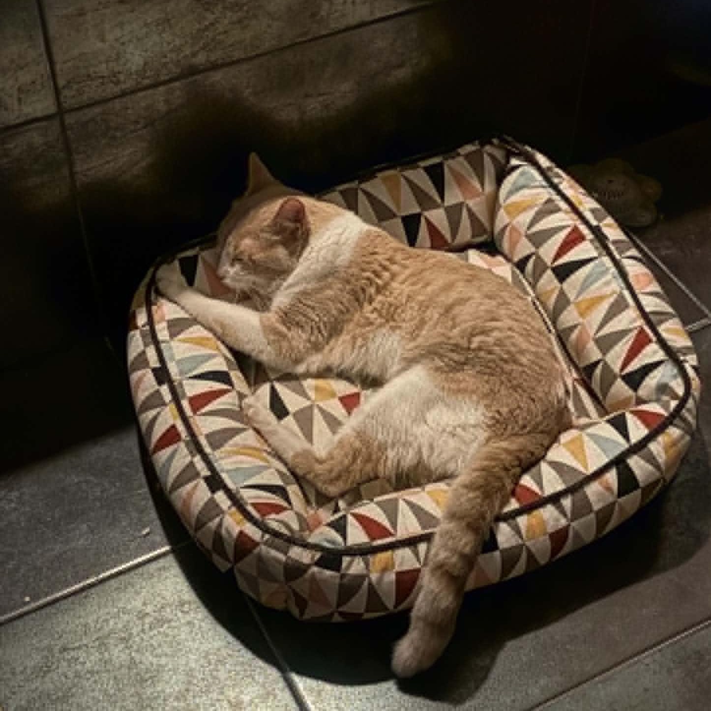 Enlarge Steve, an adopted Domestic Short Hair in Chicago, IL image 4/4