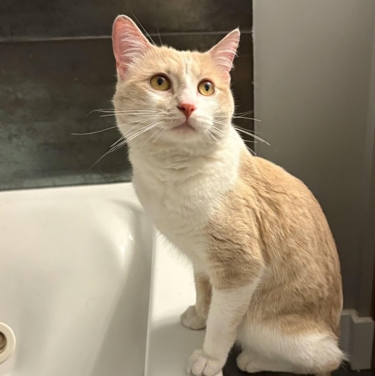 Steve, adopted, Young Male Domestic Short Hair.
