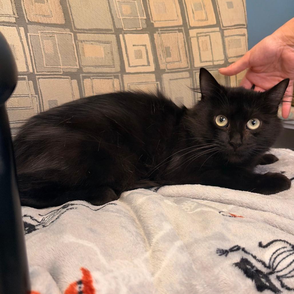 Morticia, Adoptable, Young Female Domestic Medium Hair.