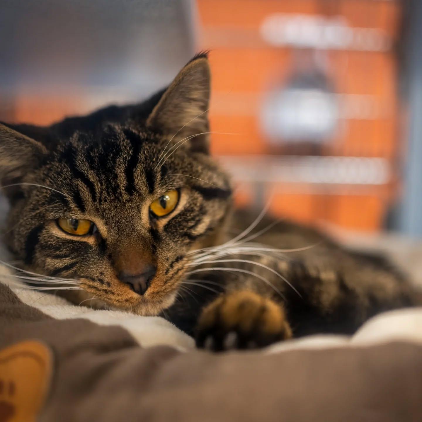 Enlarge Tobias, an adopted Domestic Short Hair in HANSON, MA image 1/3