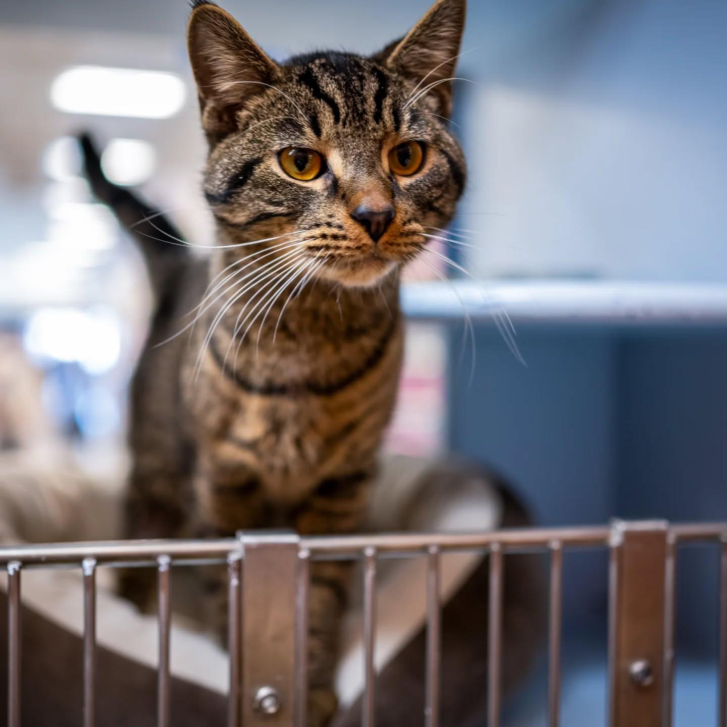 Enlarge Tobias, an adopted Domestic Short Hair in HANSON, MA image 2/3