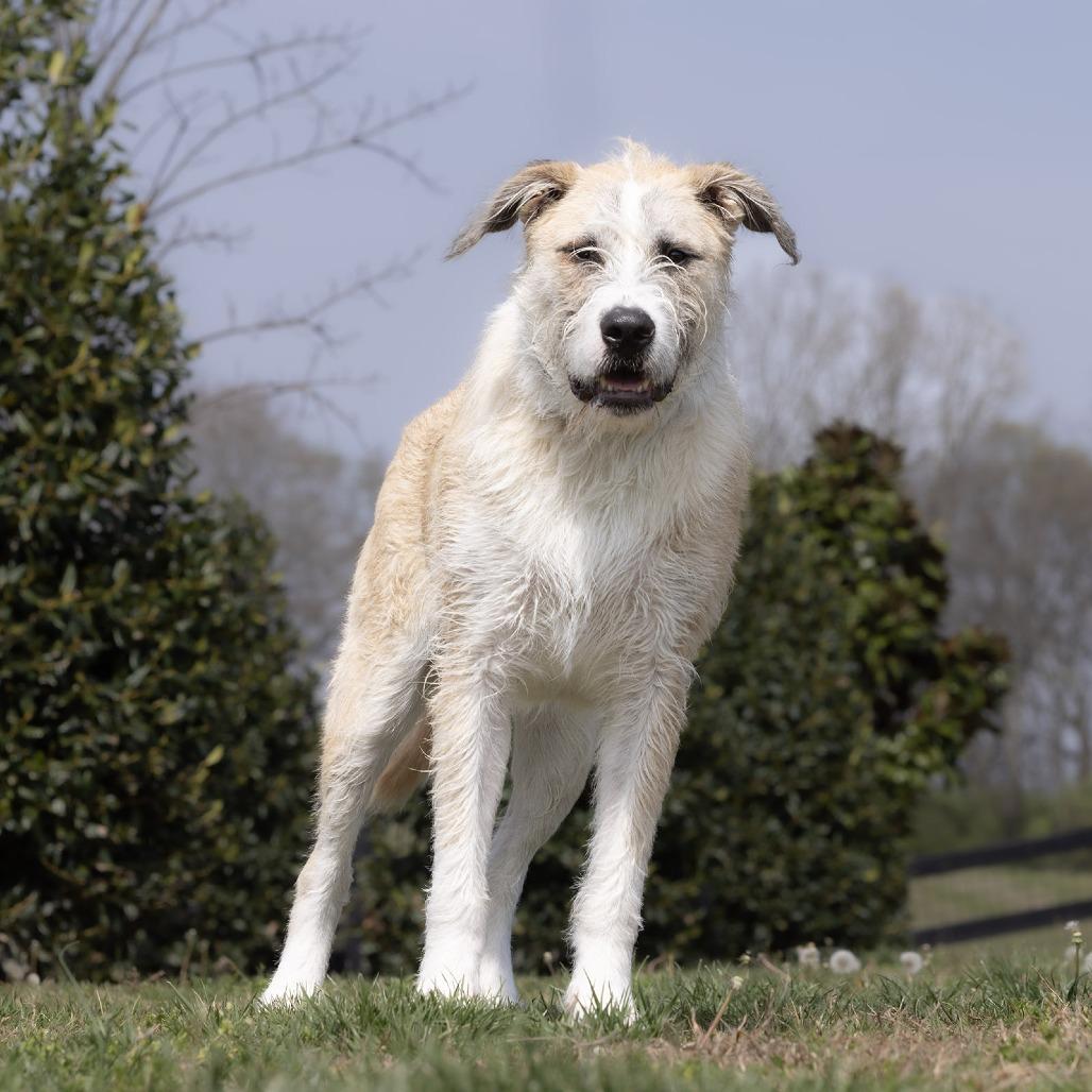 Enlarge Tucker, a Adoptable Mixed Breed in Franklin, TN image 1/4
