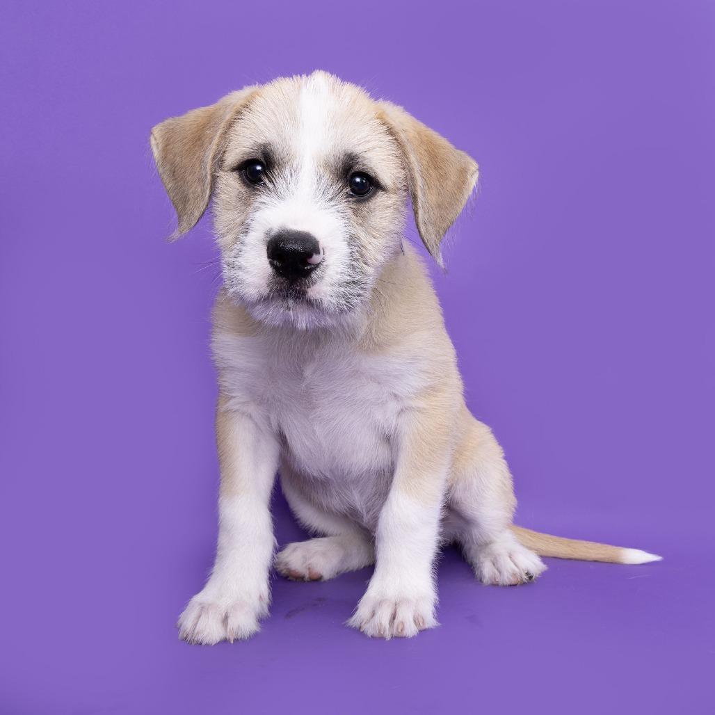 Enlarge Tucker, a Adoptable Mixed Breed in Franklin, TN image 4/4
