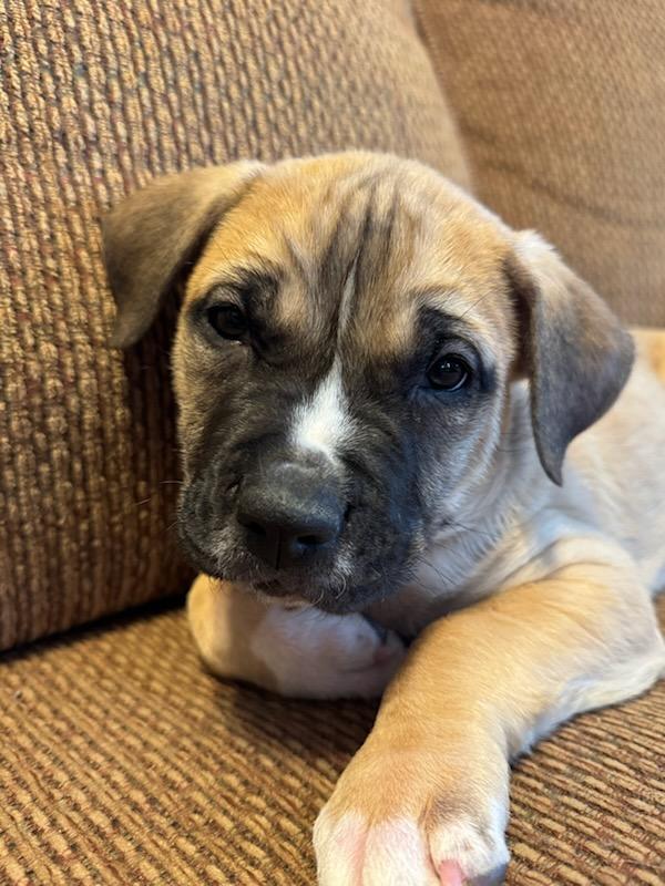 Arlo, a ADOPTABLE mixed breed in Monroe, NC image 2/2