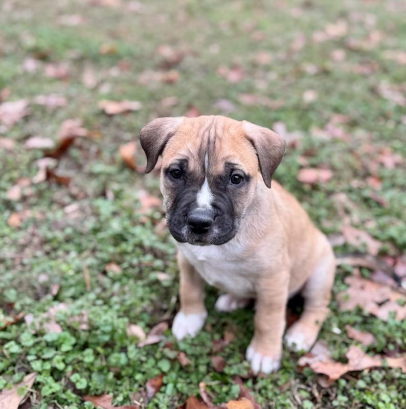 Arlo, a ADOPTABLE mixed breed in Monroe, NC image 1/2