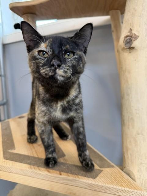 Bella, a ADOPTABLE Tortoiseshell in Chisholm, MN image 2/4