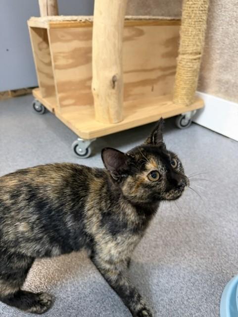 Bella, a ADOPTABLE Tortoiseshell in Chisholm, MN image 4/4