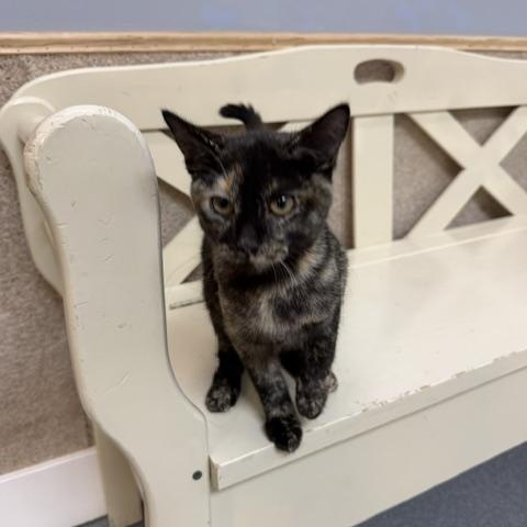 Bella, a ADOPTABLE Tortoiseshell in Chisholm, MN image 3/4
