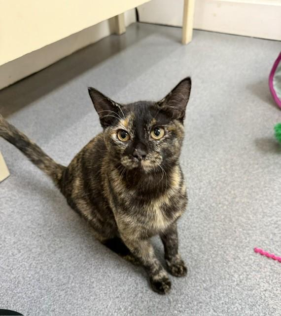 Bella, ADOPTABLE, Kitten Female Tortoiseshell.