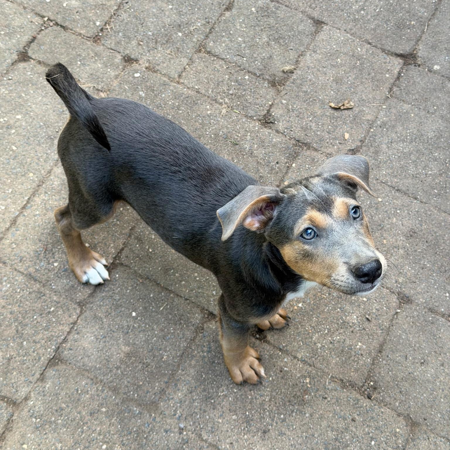 Enlarge Dolly, a Adoptable mixed breed in Paramus, NJ image 2/4