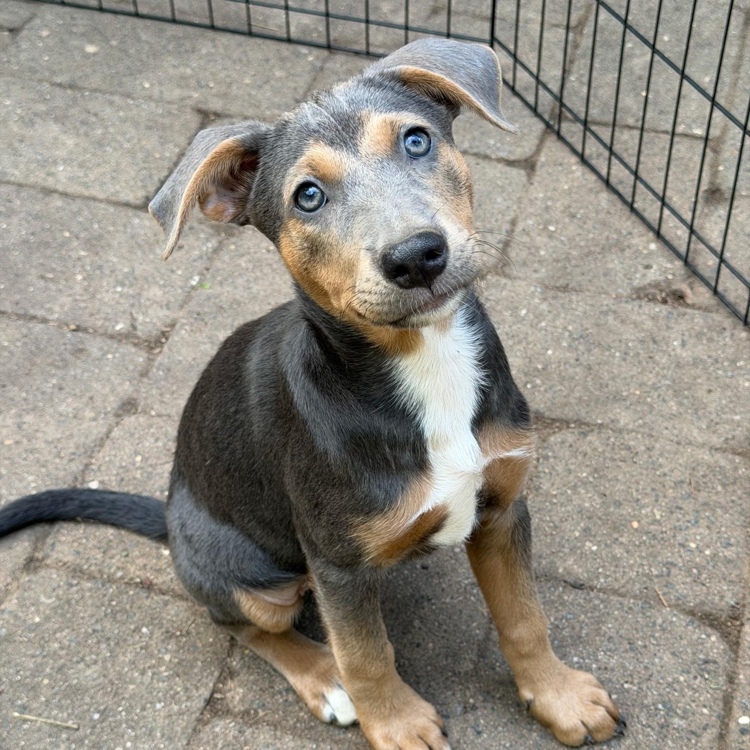 Enlarge Dolly, a Adoptable mixed breed in Paramus, NJ image 3/4
