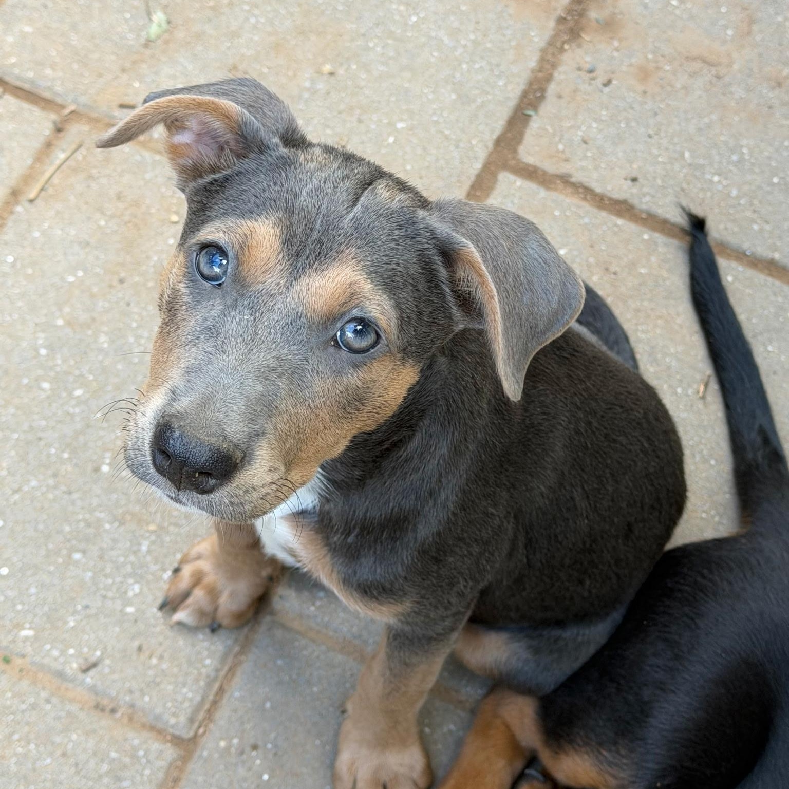 Enlarge Dolly, a Adoptable mixed breed in Paramus, NJ image 4/4