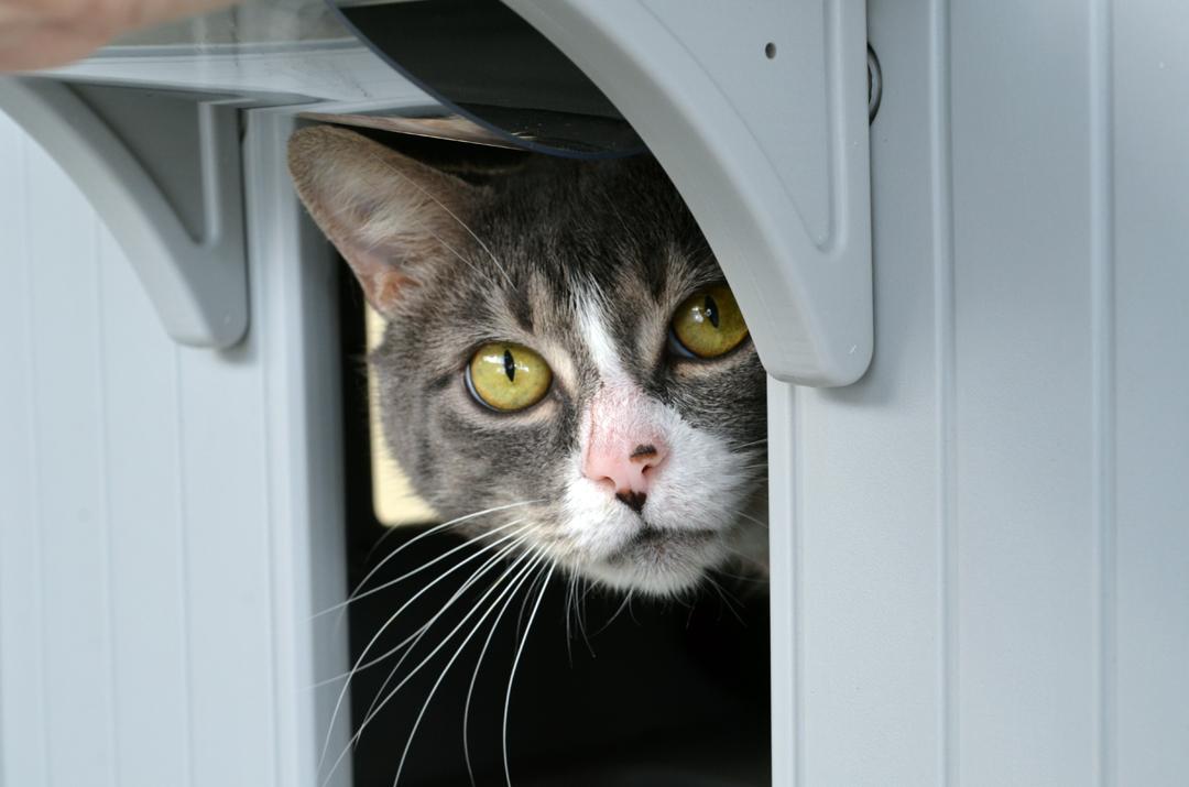 Enlarge Turbo, an adopted mixed breed in Sanford, FL image 1/3