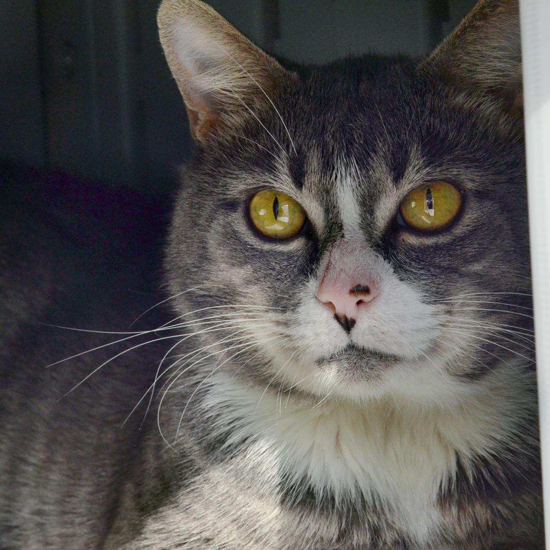 Enlarge Turbo, an adopted mixed breed in Sanford, FL image 2/3