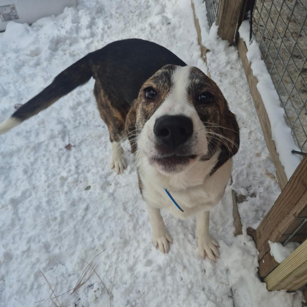 Polo, Adoptable, Young Male Plott Hound.